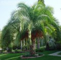 Phoenix rupicola - palmier moyen exotique plein soleil 7m